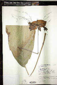 Tacca chantrieri image