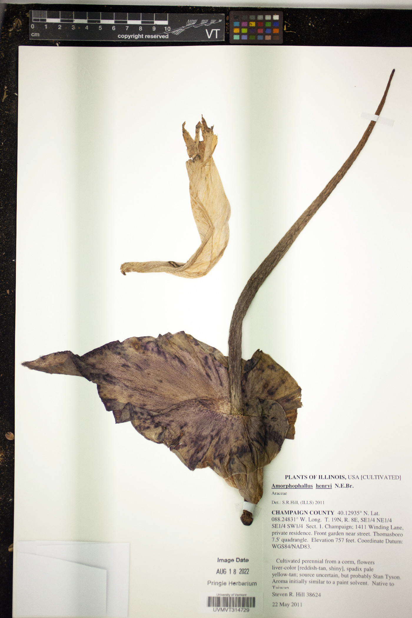 Amorphophallus henryi image