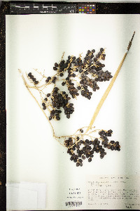 Washingtonia filifera image