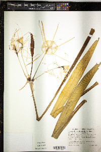 Hymenocallis occidentalis image