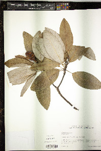 Magnolia virginiana image