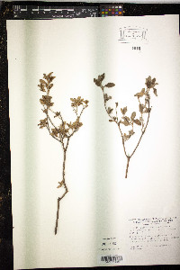 Cistus creticus image