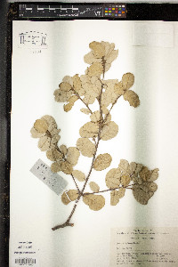Quercus spinosa image