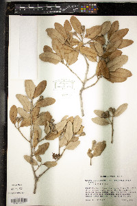 Quercus virginiana image