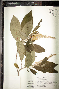 Clethra acuminata image