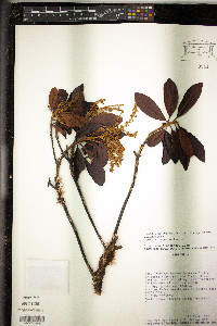 Image of Clethra repanda