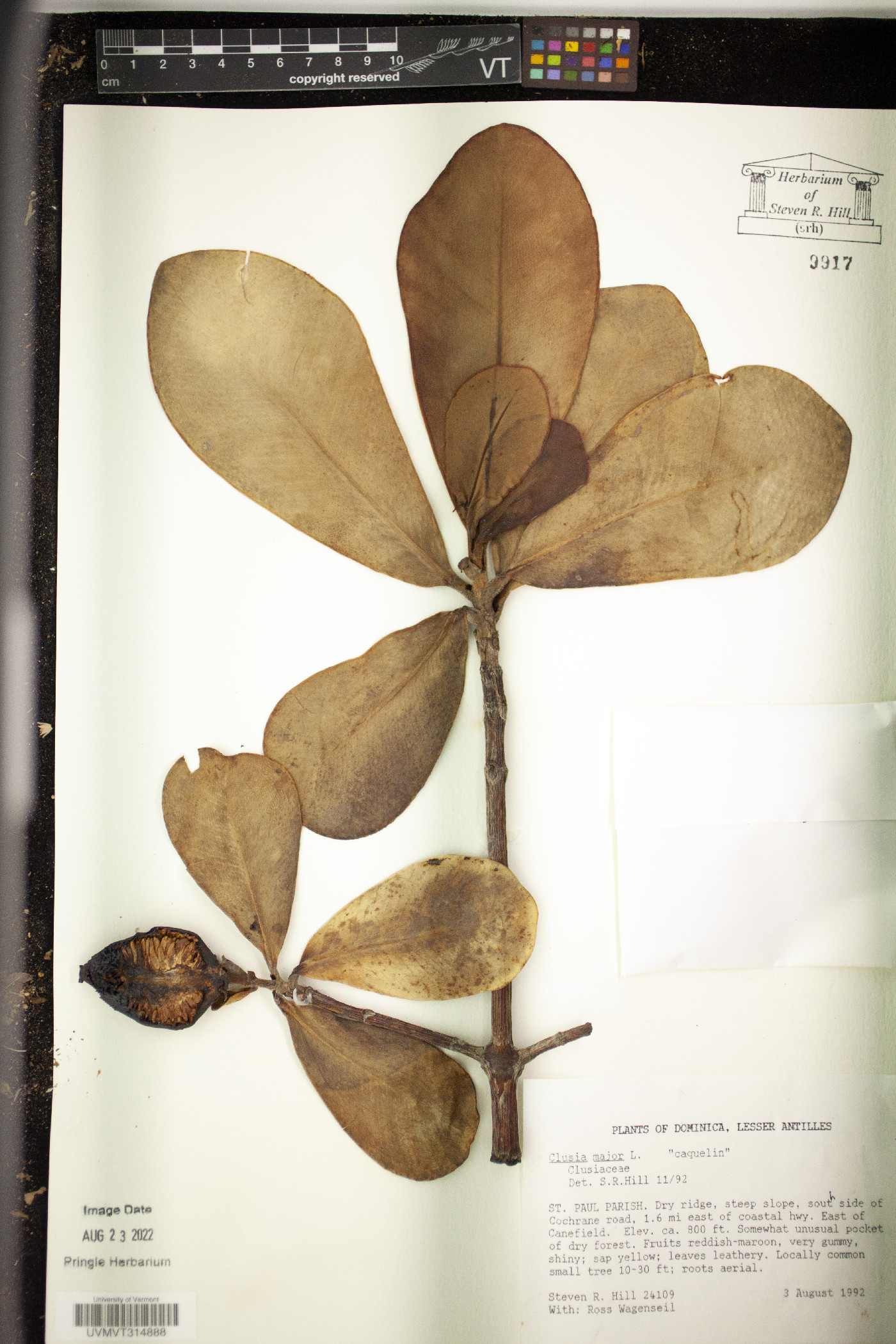 Clusia major image