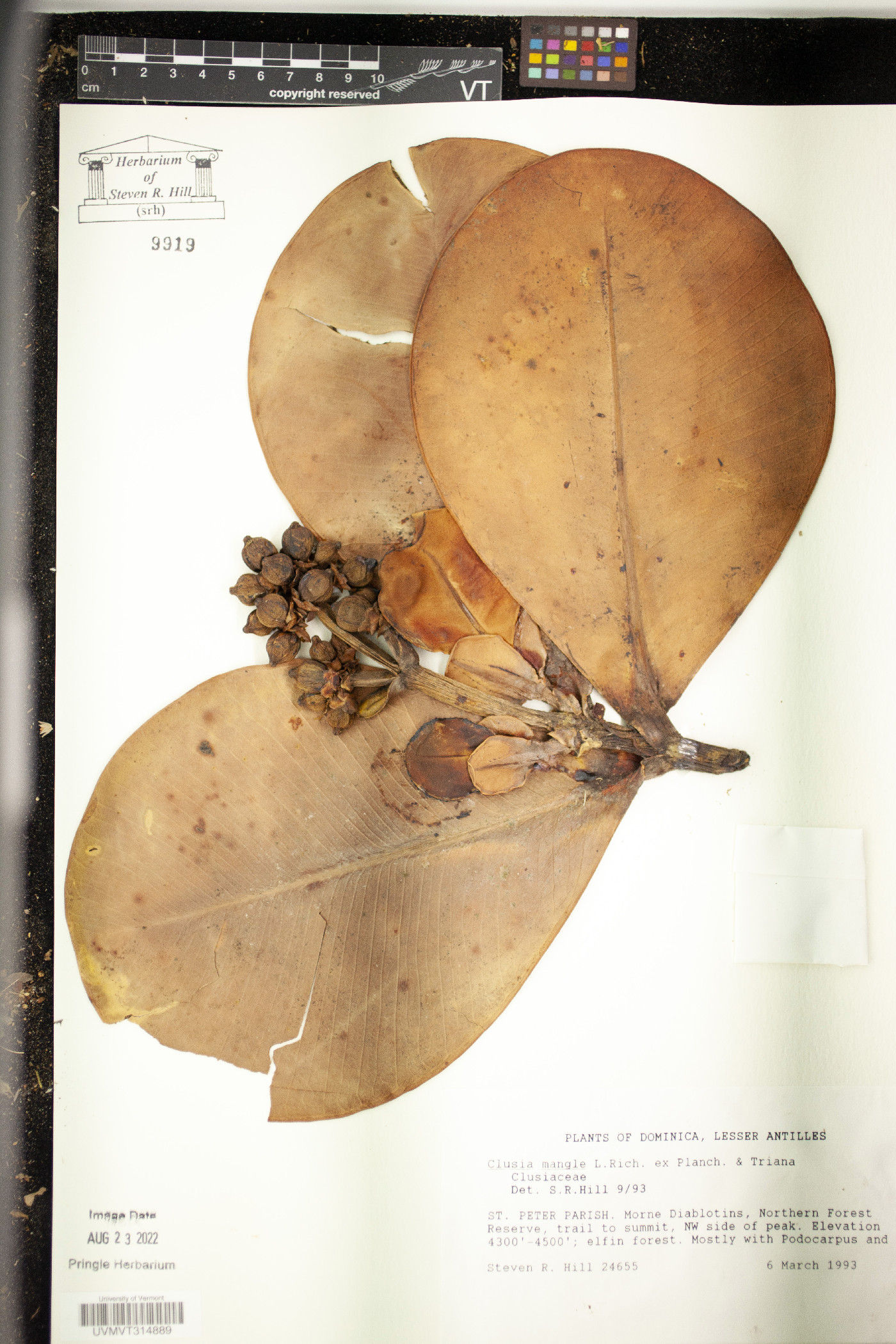 Clusia mangle image
