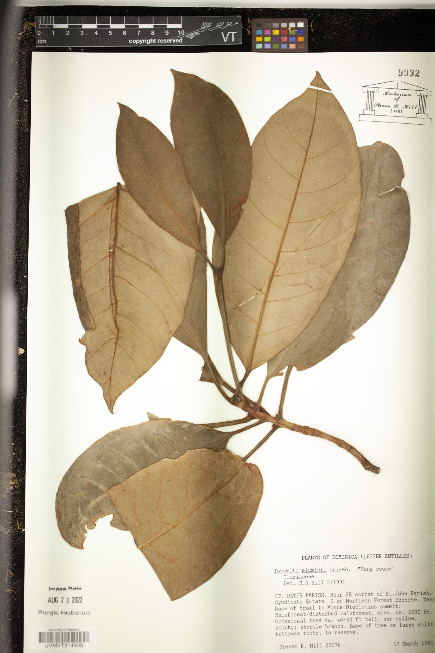 Tovomita plumieri image