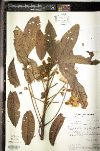 Image of Cochlospermum orinocense