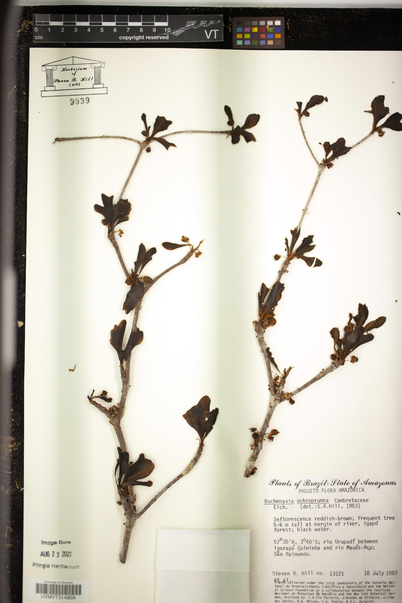 Terminalia ochroprumna image