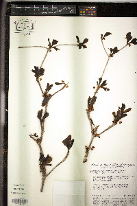 Terminalia ochroprumna image