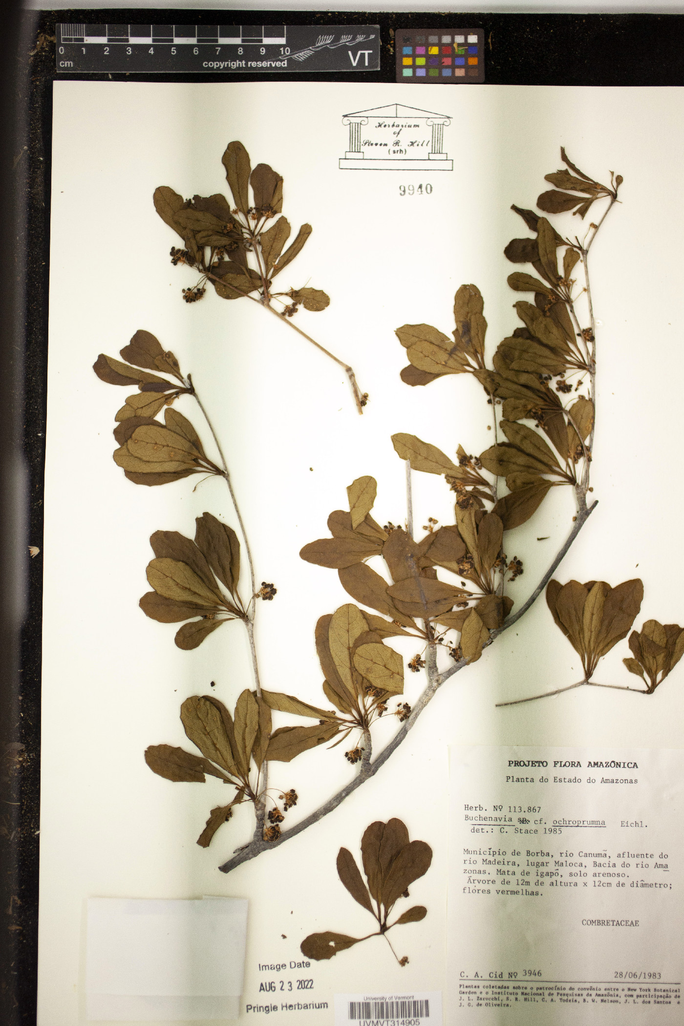 Terminalia ochroprumna image