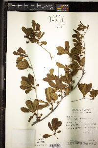 Terminalia ochroprumna image