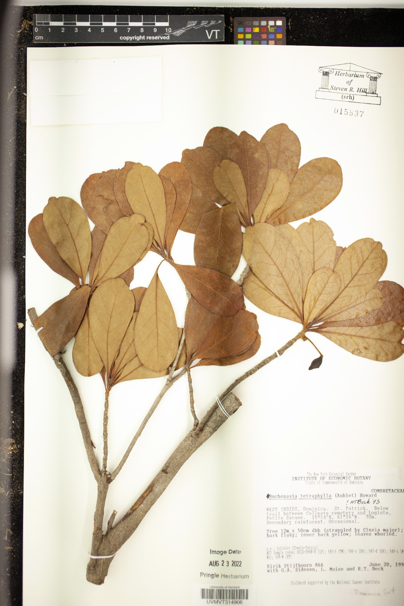 Buchenavia tetraphylla image