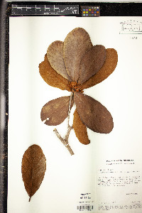 Terminalia corrugata image