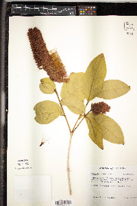 Combretum rotundifolium image