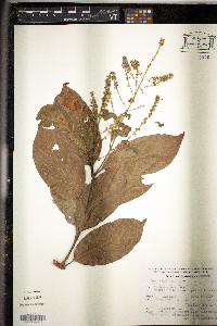 Combretum laxum image