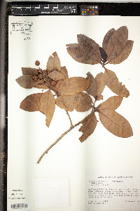 Conocarpus erectus image