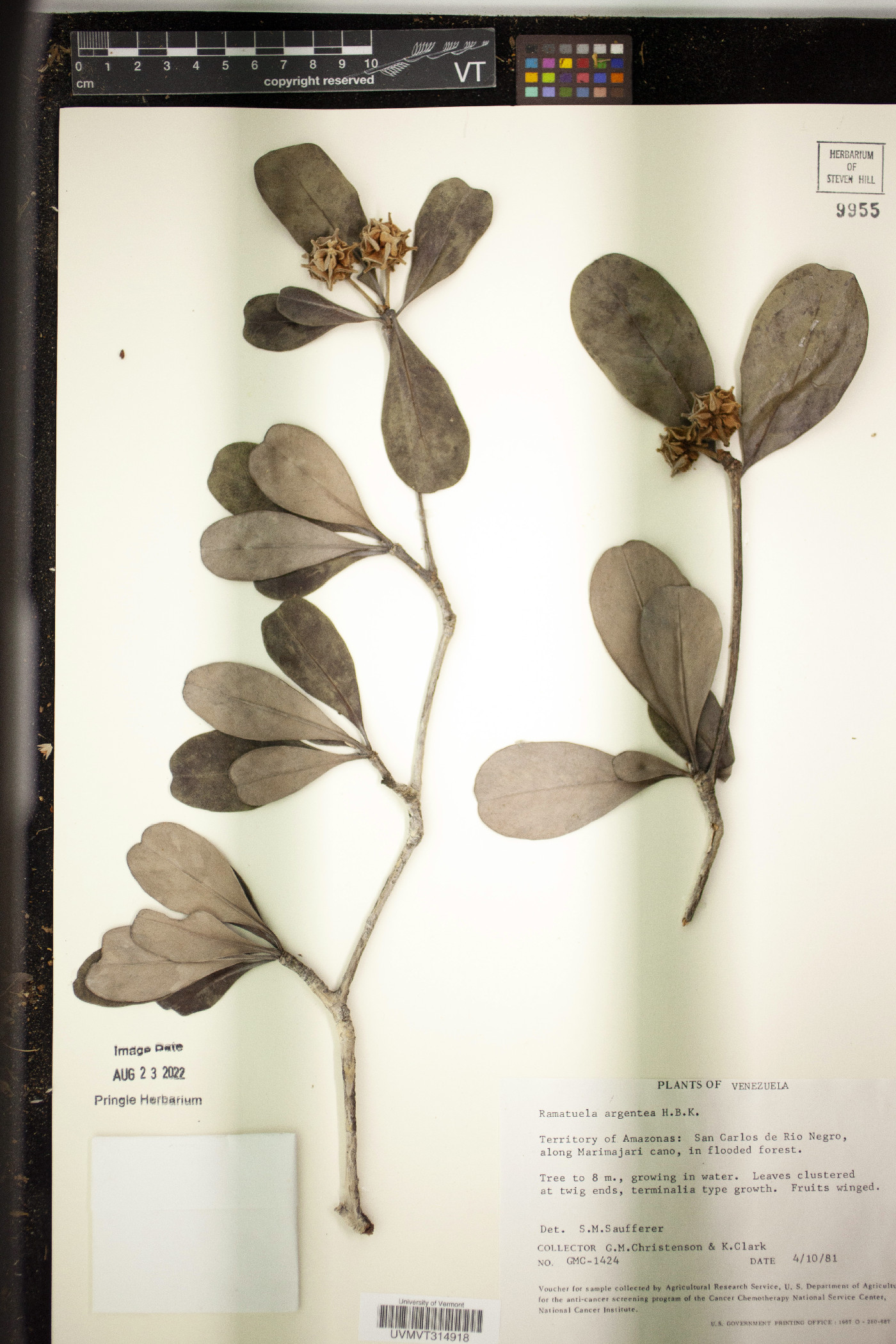 Terminalia ramatuella image