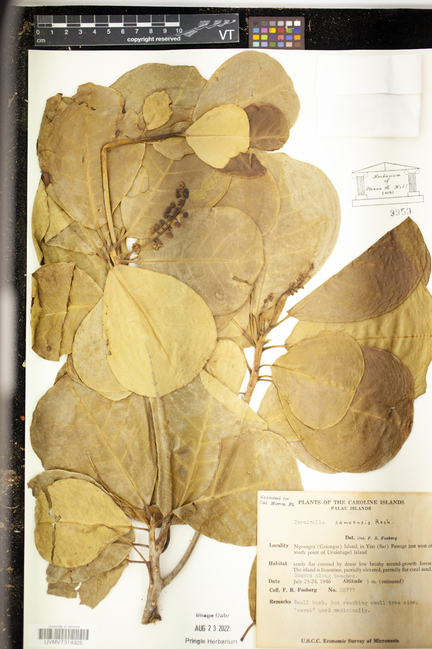Terminalia samoensis image