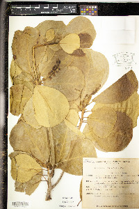 Terminalia samoensis image