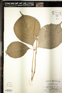 Image of Chloranthus henryi
