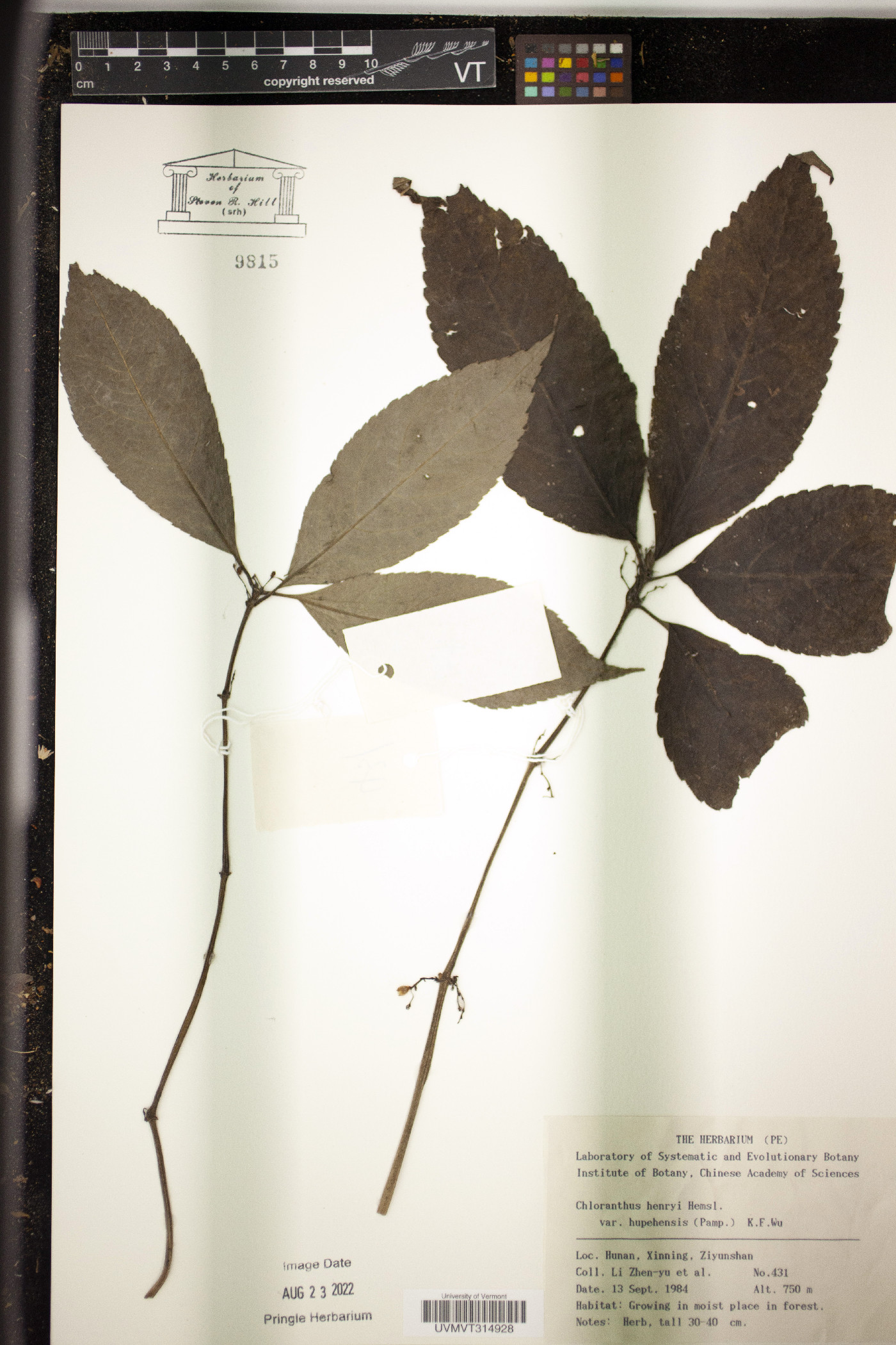 Chloranthus henryi image
