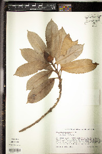 Hedyosmum arborescens image