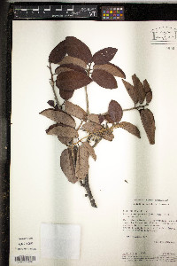 Couepia paraensis image