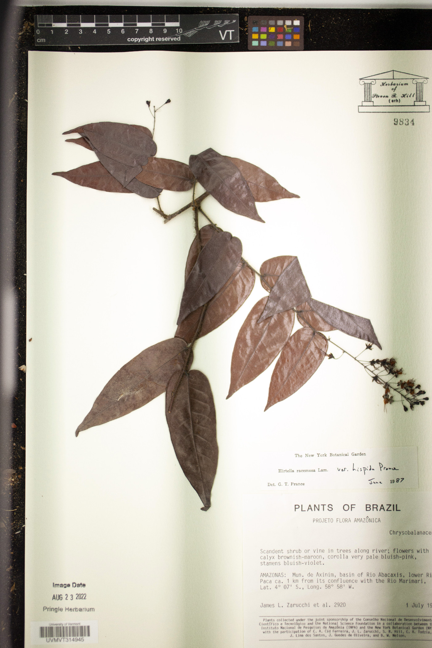 Hirtella racemosa var. hispida image