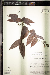 Hirtella racemosa image