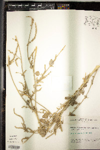 Image of Atriplex chenopodioides