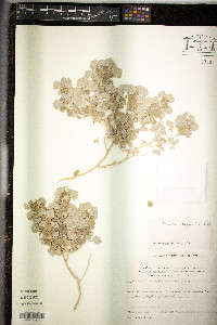 Atriplex spongiosa image