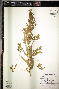 Axyris amaranthoides image