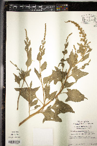 Chenopodium bonus-henricus image