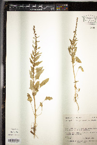 Oxybasis chenopodioides image