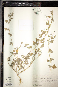 Chenopodium fremontii var. pringlei image