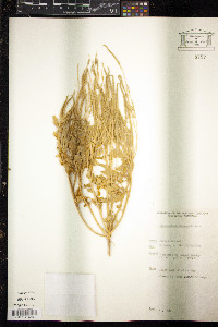 Dysphania rhadinostachya subsp. rhadinostachya image
