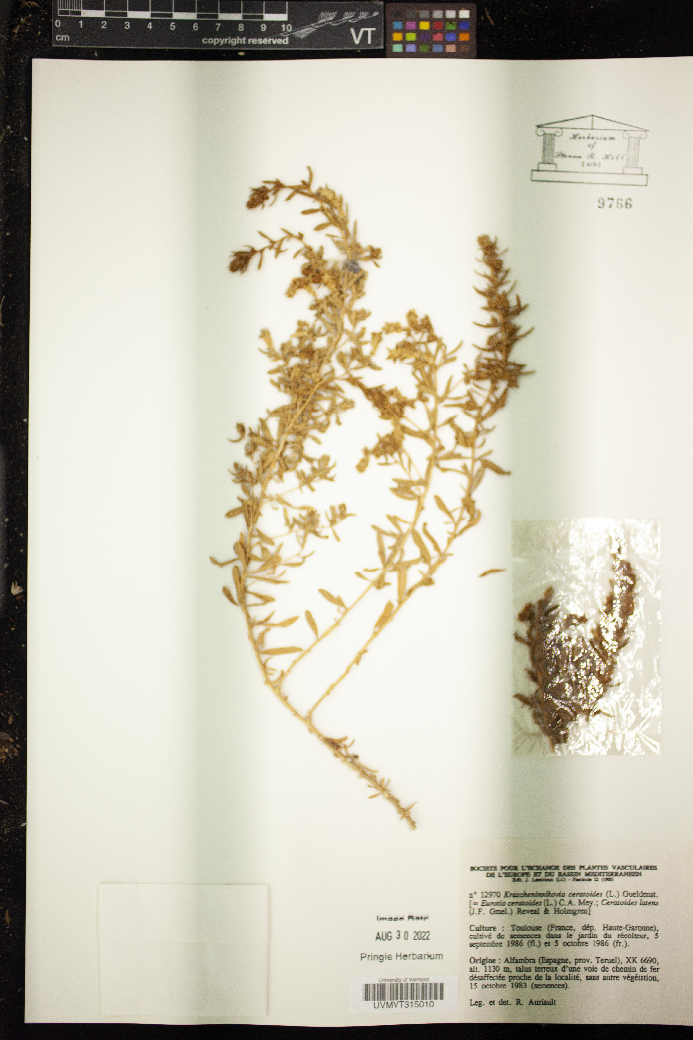 Eurotia ceratoides image