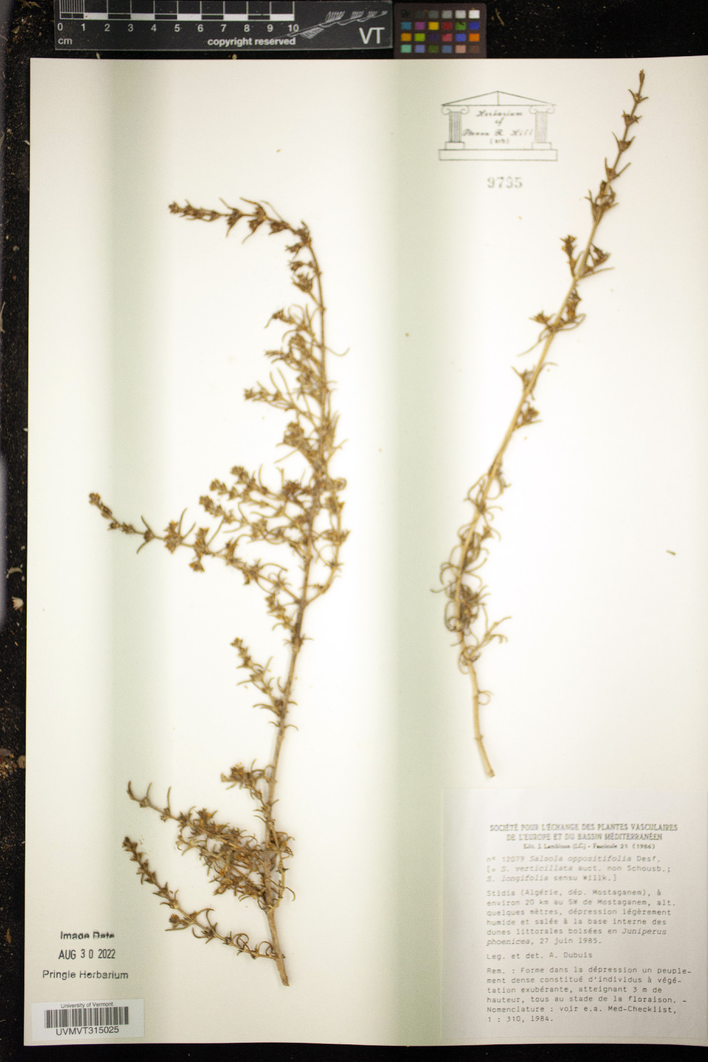 Salsola oppositifolia image