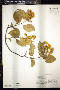 Celastrus scandens image