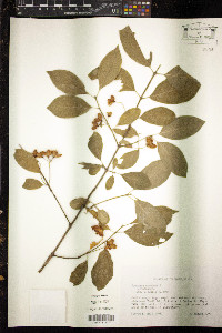 Euonymus europaea image