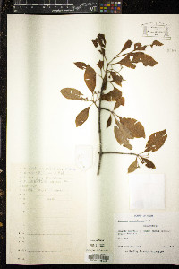 Euonymus grandiflorus image