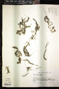 Ceratophyllum demersum image