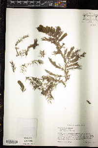 Ceratophyllum demersum image