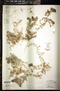 Ceratophyllum demersum image