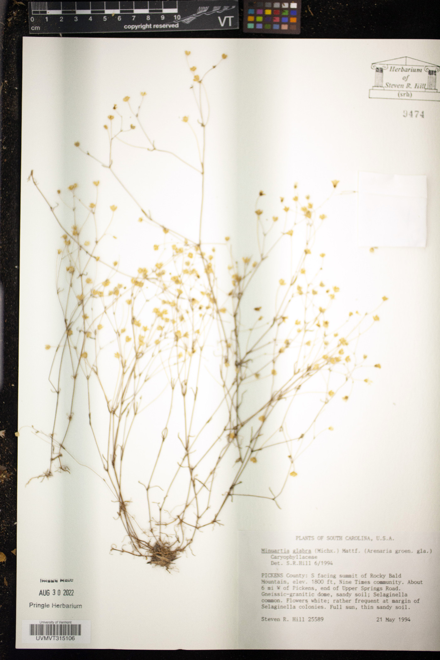 Arenaria groenlandica image