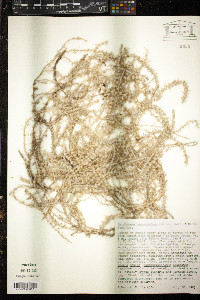 Cardionema ramosissimum image