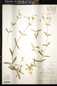 Cerastium nutans image